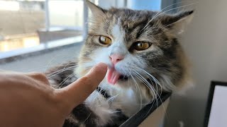 猫が飼い主を舐める理由を調べてみたら感動的な事実が判明した！