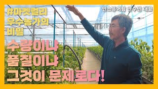 마켓컬리 우수농가의 비밀 | ep.2 수량이냐 품질이냐 그것이 문제로다!