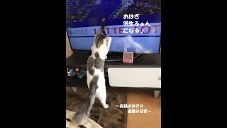 羽生結弦のファンになった猫🐈　～森猫おはぎの遊雅な日常～