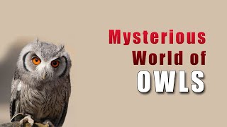 Mysterious World of Owls