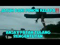 VIDIO VIRAL‼| JATUH DARI POHON KELAPA |‼