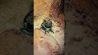EAB emerges