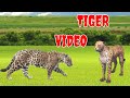 Wildlife animals tiger | wild animals | natura animals - Barak river channel ! 10