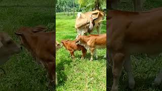 SIMBRAH Cattle Breed cow 1month old