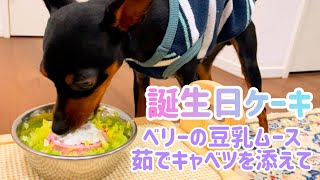 【ミニピン】2歳の誕生日③/大河2歳♂