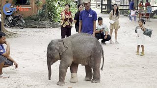 Lumphat the Elephant Relishes her New Home