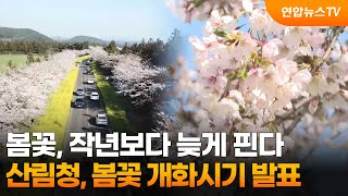 봄꽃, 작년보다 늦게 핀다…산림청, 봄꽃 개화시기 발표 / 연합뉴스TV (YonhapnewsTV)