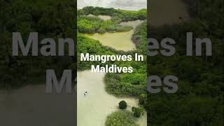 Mangroves In Maldives #maldives #paradise #visitmaldives #trending  #trendingshorts #island