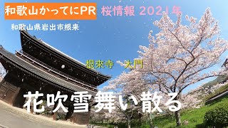 桜情報2021年【和歌山かってにＰＲ】第77回「根来寺大門」2021年3月31日　ニュース速報　突然の花吹雪に包まれた件　GoProMAX　大上敬史　Takashi.Oue