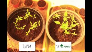 มันคือพืชพลูโตรึ?!? Pluto Biogreen amazing result!!