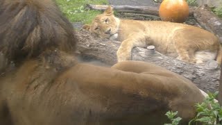 オリト君とリキ君（アムールトラ）が気になるイオちゃん♡旭山動物園にて