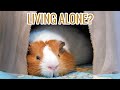 Can Guinea Pigs Live Alone?