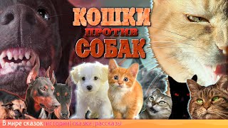 КОШКИ ПРОТИВ СОБАК / Кошки атакуют