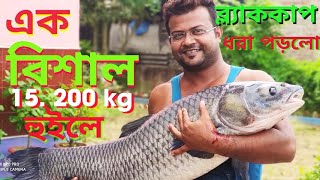 গোবরডাঙ্গা বাওড়( বনগাঁ )এক বিশাল ব্ল্যাককাপ 15.2 kg হুইল বড়শিতে বেঁধেছে