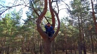 Дикий Варганист средней полосы ( охраняется государством )