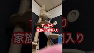 すっかり家族の仲間入り#shorts #猫のいる暮らし #感動猫 #子猫 #保護猫 #cat