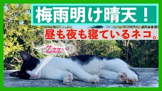 【保護猫】島の梅雨明け、星空と猫☆  チェスカ、カエルを食す…!?