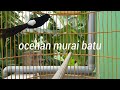 pancingan murai batu gacor 99% jitu bongkar materi naikkan emosi murai batu malas bunyi agar gacor