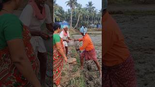 మా తాతయ్య చేలో మినుములు చల్లారు🤩#youtubeshorts #shorts #village #agriculture