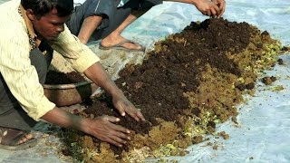 Preparing Vermicompost | केंचुवा खाद बनाने की विधि | Shashwat Yogic kheti Preparing Vermicompost | केंचुवा खाद बनाने की विधि | Shashwat Yogic kheti