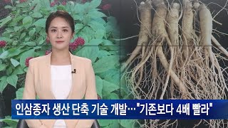 인삼종자 생산 단축 기술 개발…“기존보다 4배 빨라”