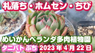 札落ち・ホムセン・普及種・リエール苗みんな元気です｜めいかんベランダ多肉植物園タニパトぷち2023年4月22日