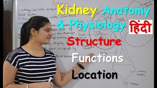 Kidney anatomy & physiology in Hindi | Structure | Functions | Location