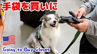 A Shopping Trip for Gloves with My Dog【Australian Shepherd】