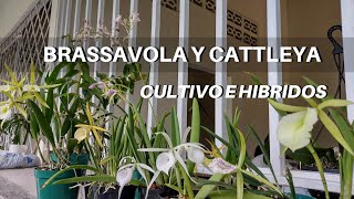 Cultivo de hibridos de Brassavola y Cattleya - Brassocattleta - Café Orquídeas