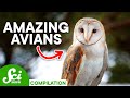 The Most Amazing Birds on Earth | SciShow Compilation