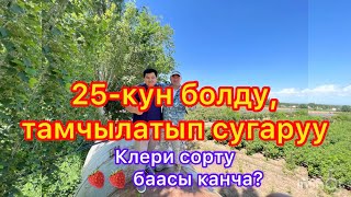 Кулпунай 25-күндөн кийин, тамчылатып сугаруу туурасында.