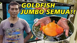 Banyak Ikan Jumbo Disini ‼ Breeder Goldfish Pencetak ikan Juara - Brian Reivan