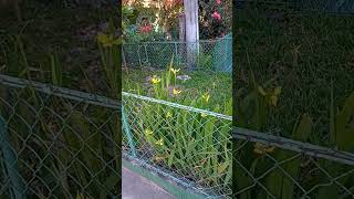 Viento y orquídeas