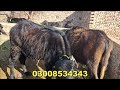 nili ravi buffalo breeder for sale محمد افضل اوکاڑوی