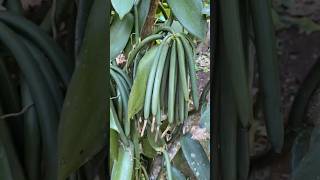 vanilla farming in Assam / rs 40000 kg / ভেনিলা খেতি #vanilla