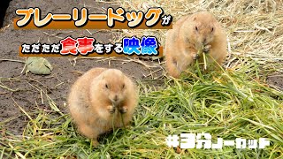 【3分】プレーリードッグが食事する映像！