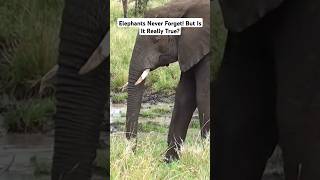 Elephants Never Forget! But Is It Really True? 🐘🧠 | #shorts #youtubeshorts