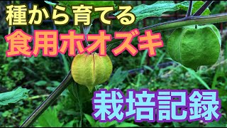 種から育てる 食用ホオズキの栽培 収穫までの110日間の記録