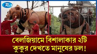 বেলজিয়ামে বিশালাকার ২টি কুকুর দেখতে মানুষের ঢল! | Belgium | Rtv News