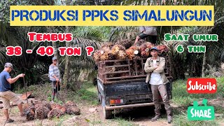 Kebun Sawit PPKS Simalungun Tembus 38-40 ton? || Prediksi Produksi Saat Umur 6 tahun