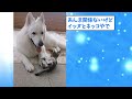 【2ch動物スレ】種子島でgoogleストリートビューカーを追いかけるワンコが話題に！　「なんやあの車、追いかけたろ！」