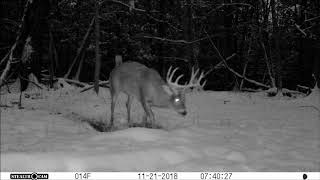 14-Point Brute Buck Shovels The Snow At His Scrape |Trail Cam Video