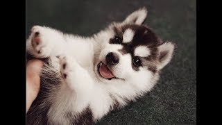 Funny Husky and Alaskan Malamute Videos Compilation - Cute And Funniest Dogs