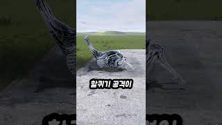 물고기 VS 고양이