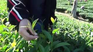 【台灣茶路】大茶農時代~2015夏茶製茶過程