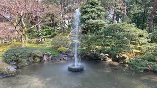 桜が咲き誇る兼六園・金沢城公園を散策