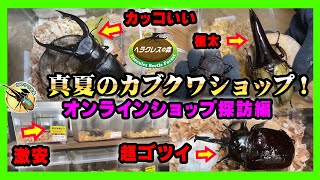 【ヘラクレスの森】真夏のカブクワショップ探訪編！今、店舗内にどんなカブトムシ・クワガタがいるのかをYouTube動画でリアル来店しているかのように内部をお伝えさせて頂きます！