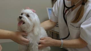 Welcome to City Pets Animal Clinic