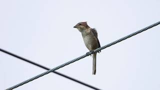 8月 モズのメス Bull-headed shrike（百舌・百舌鳥・鵙・伯労，学名: Lanius bucephalus）スズメ目モズ科　DSCN7319