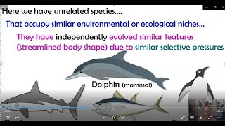 Convergent Evolution (AP Bio Topic 7.3)